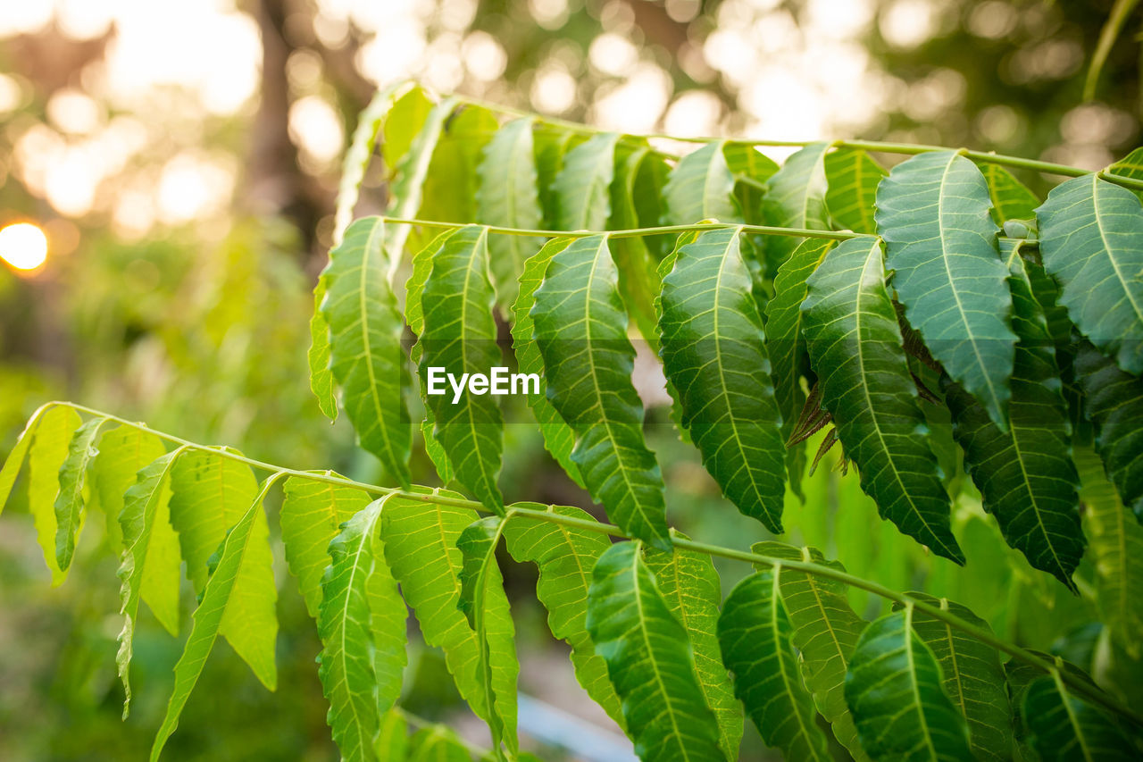 New top leaf of neem plant. azadirachta indica - a branch of neem tree leaves. natural medicine.