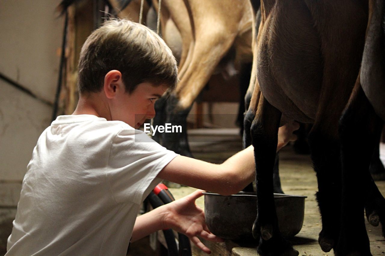 Boy milking cow at farm