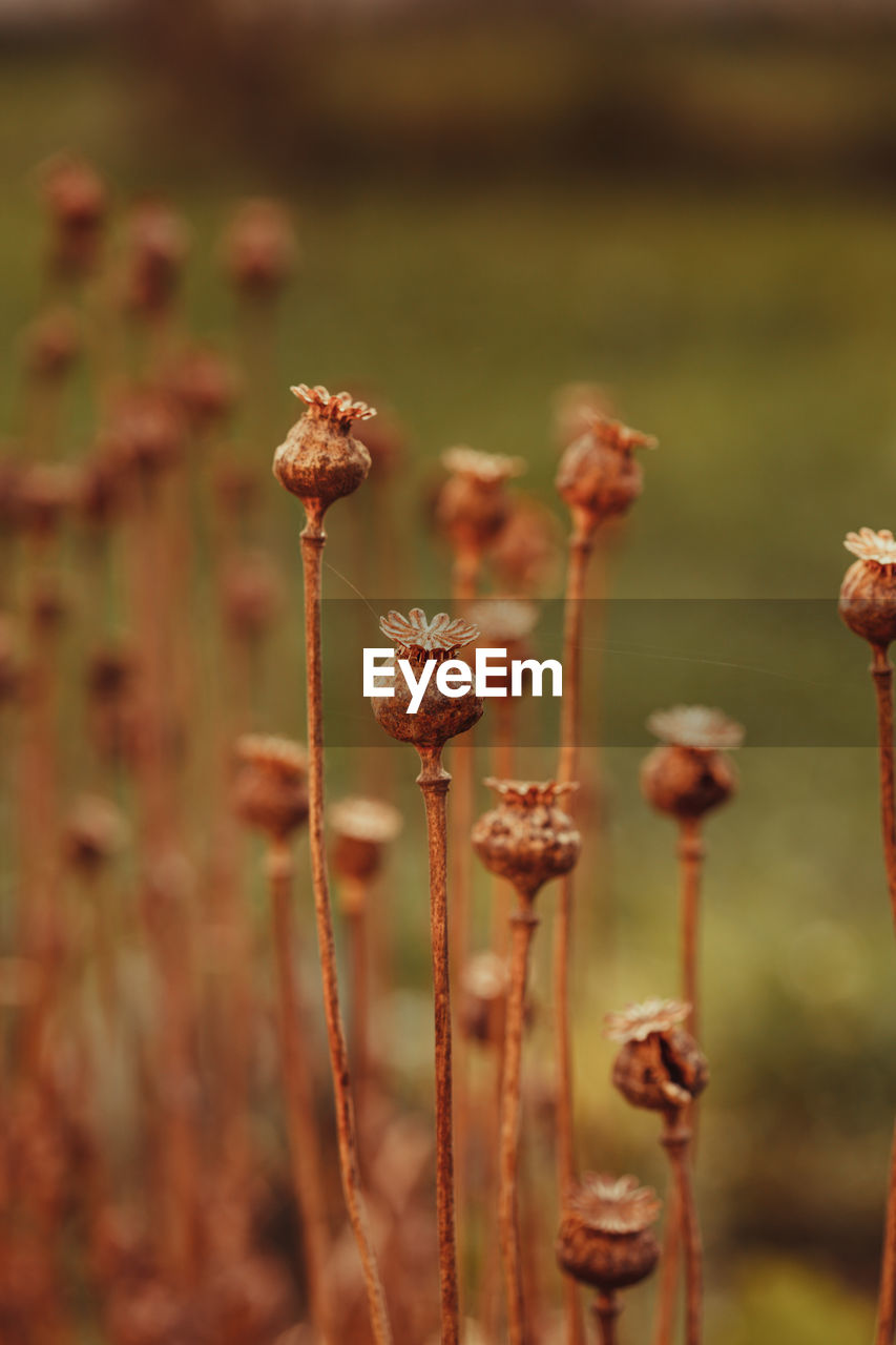 CLOSE-UP OF WILTED FLOWERS ON FIELD