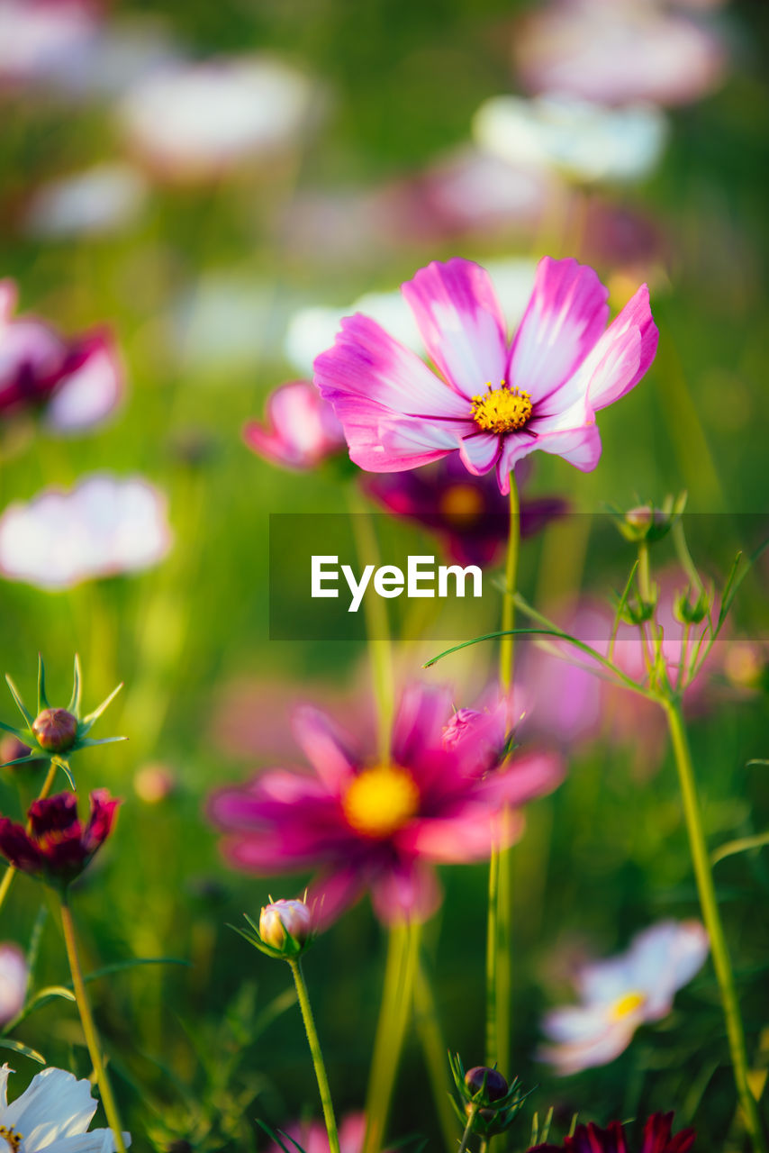 Close-up of pink cosmos flowers blooming outdoors