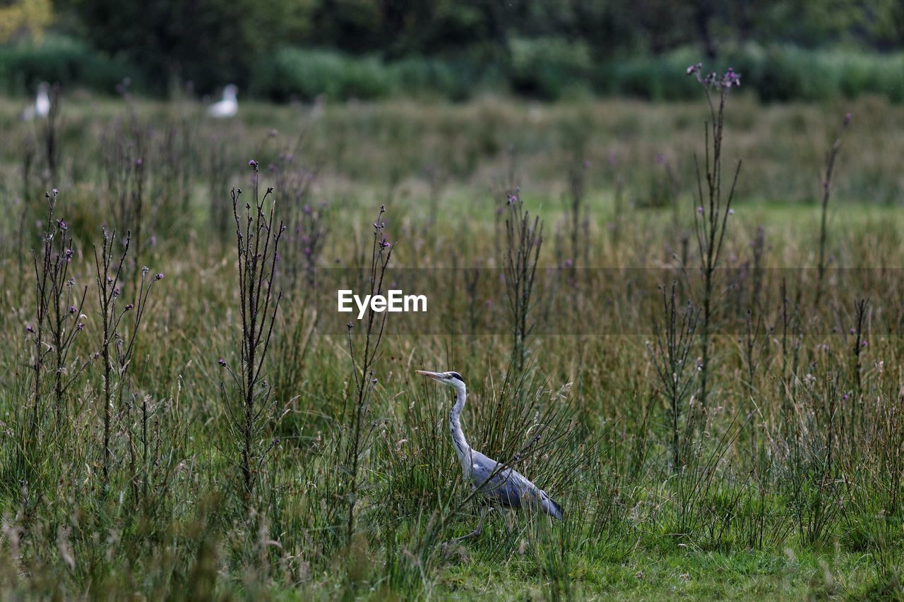 Gray heron on grassy field