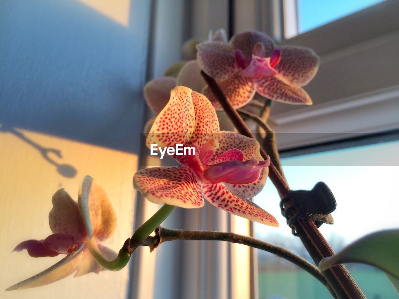 Close-up of orchids by window