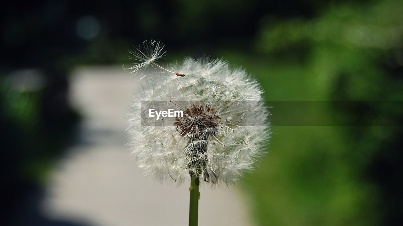 Close-up of dandelion