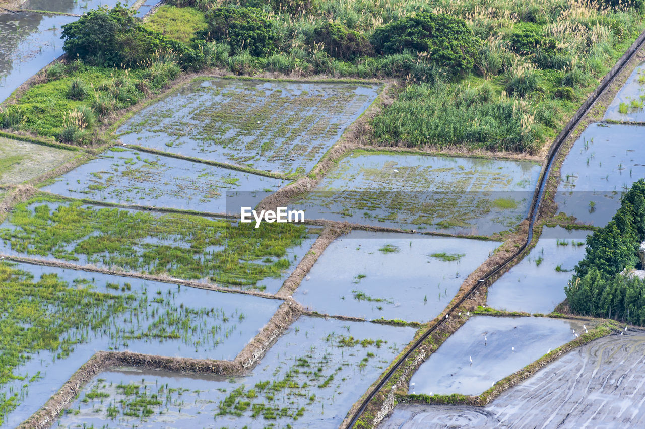 High angle view of plants growing on field