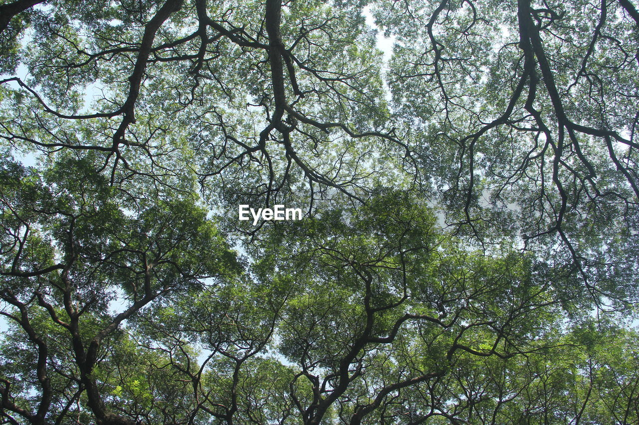 LOW ANGLE VIEW OF TREE AGAINST SKY