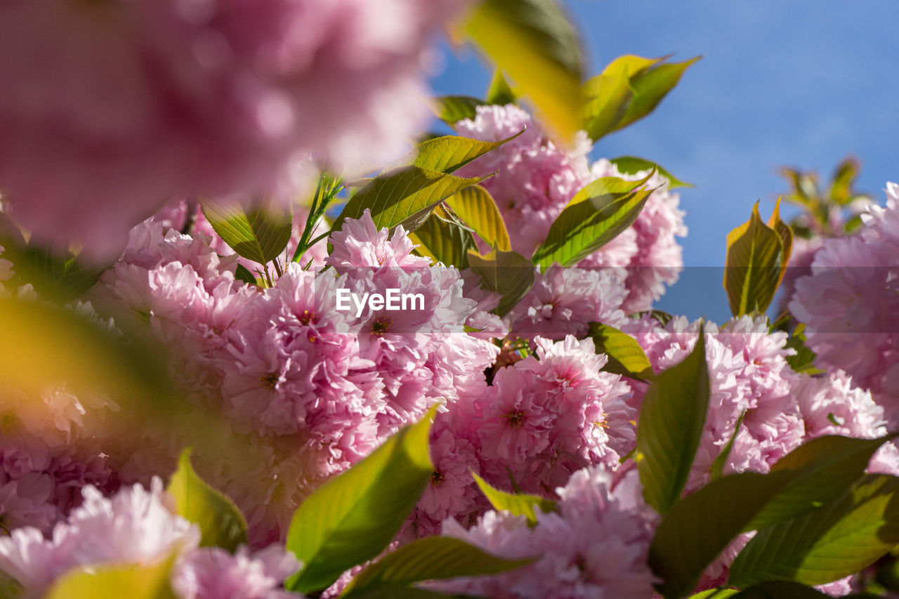 CLOSE-UP OF FRESH PINK CHERRY BLOSSOM PLANT