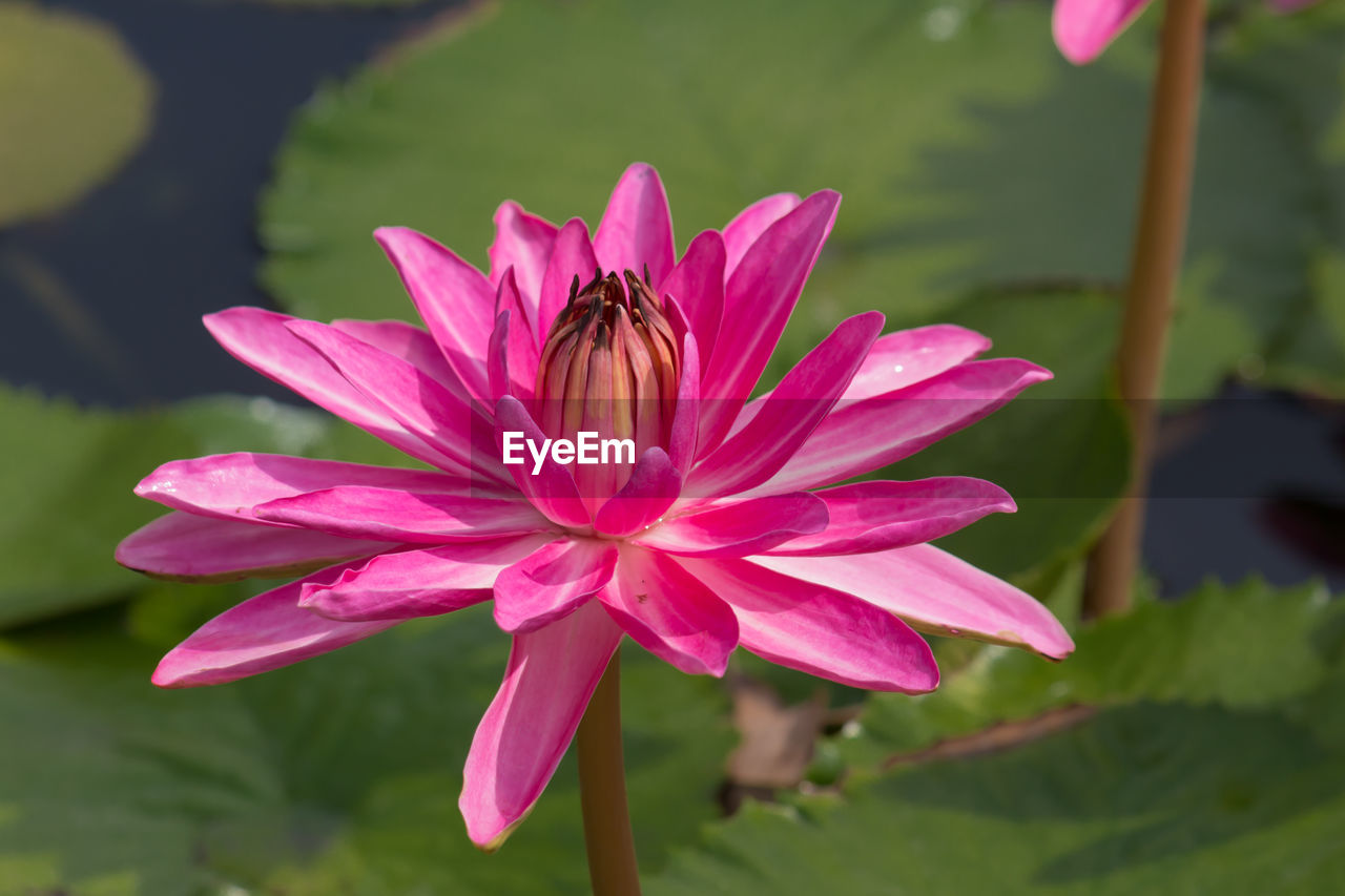 Close-up of pink lotus water lily