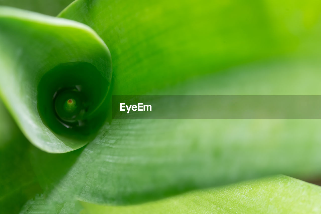 CLOSE-UP OF GREEN LEAF