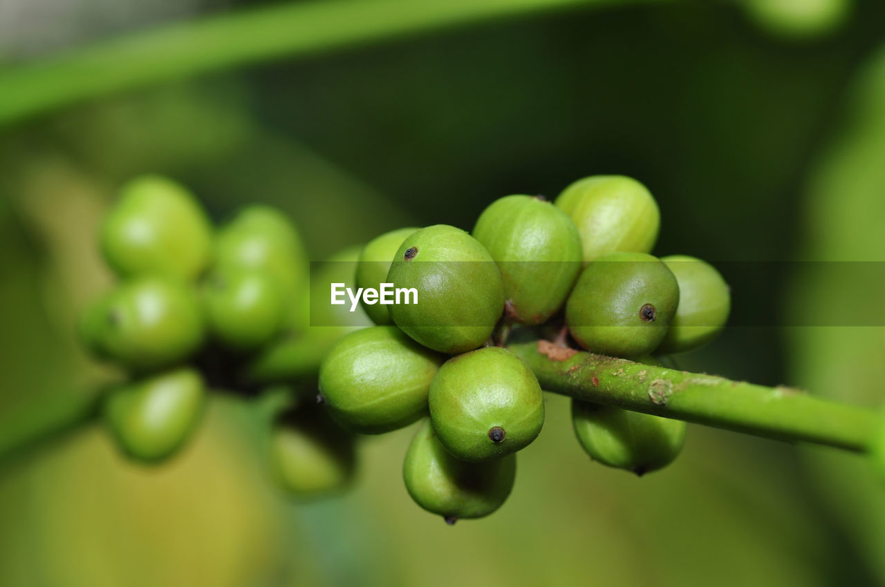 CLOSE-UP OF FRESH FRUITS