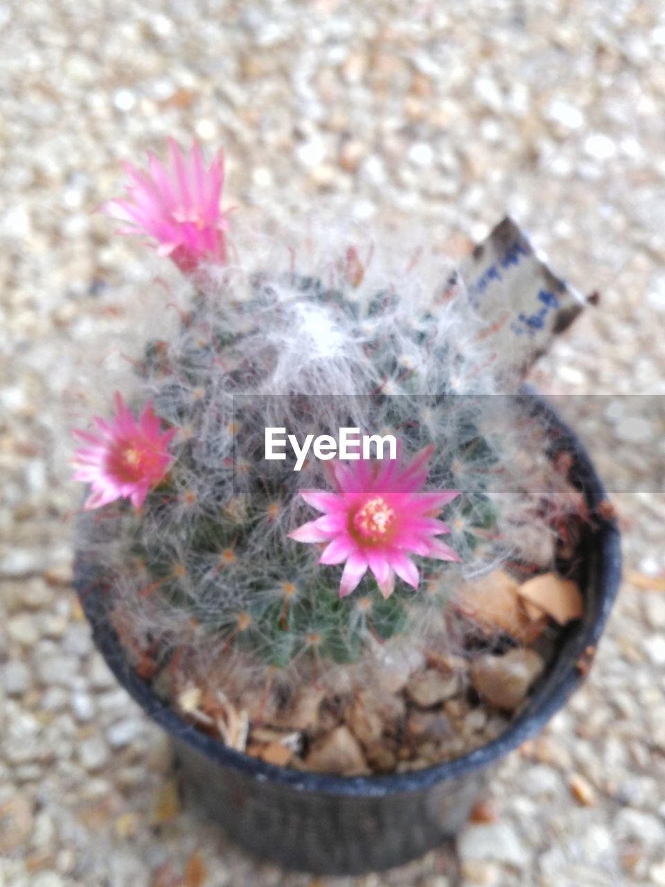 HIGH ANGLE VIEW OF PINK FLOWERING PLANT ON FLOWER