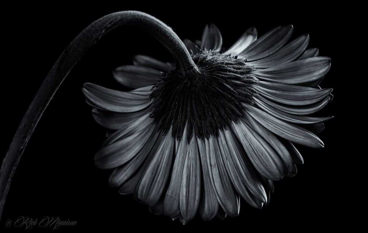 Close-up of wilted flower against black background