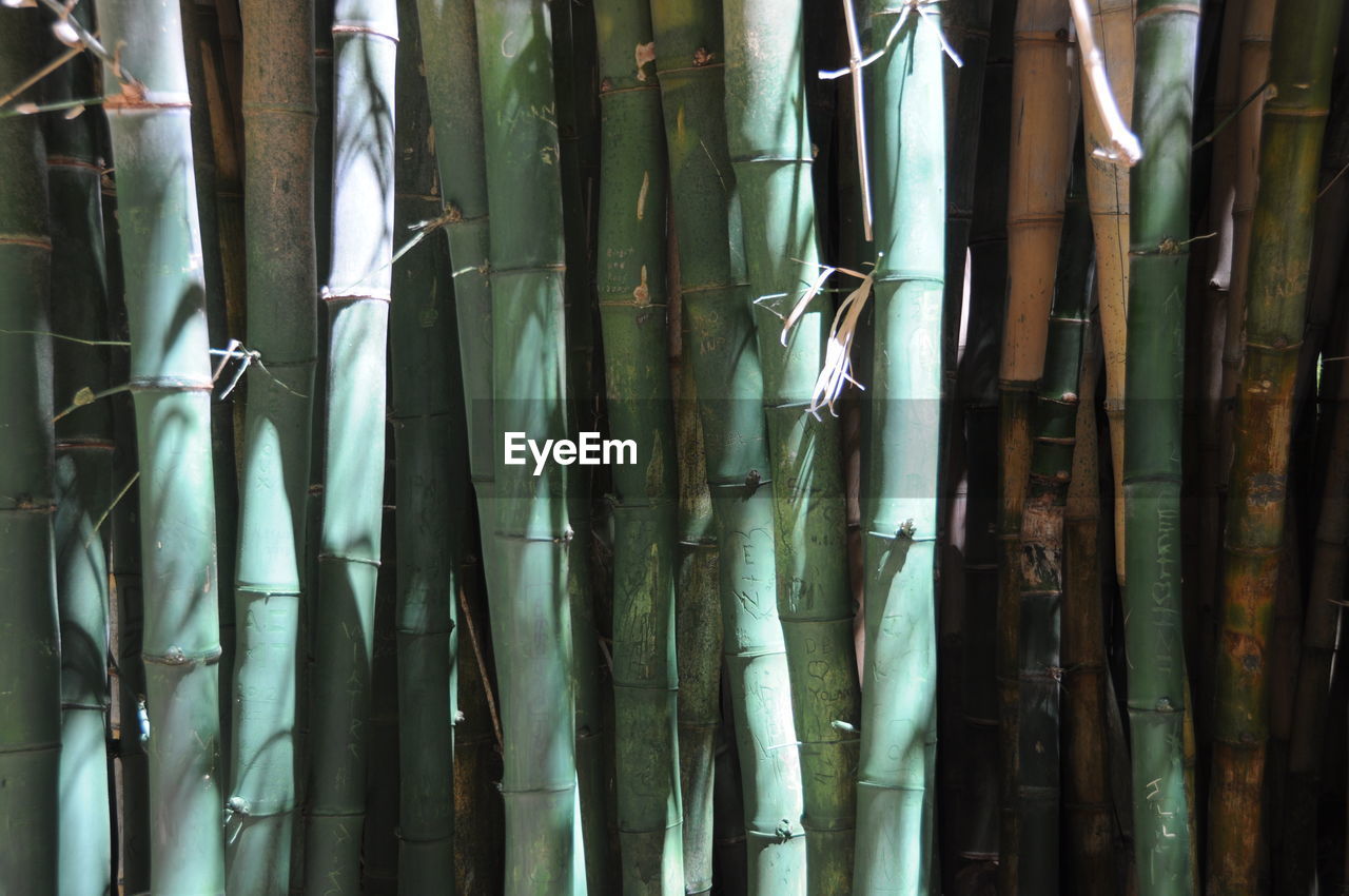 Close-up of bamboo