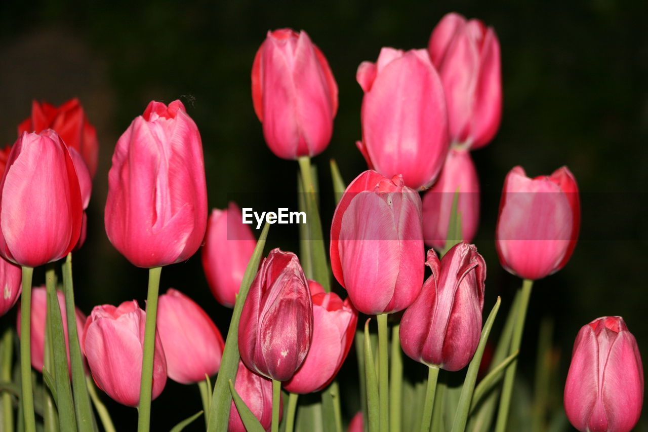 Close-up of pink tulips. 