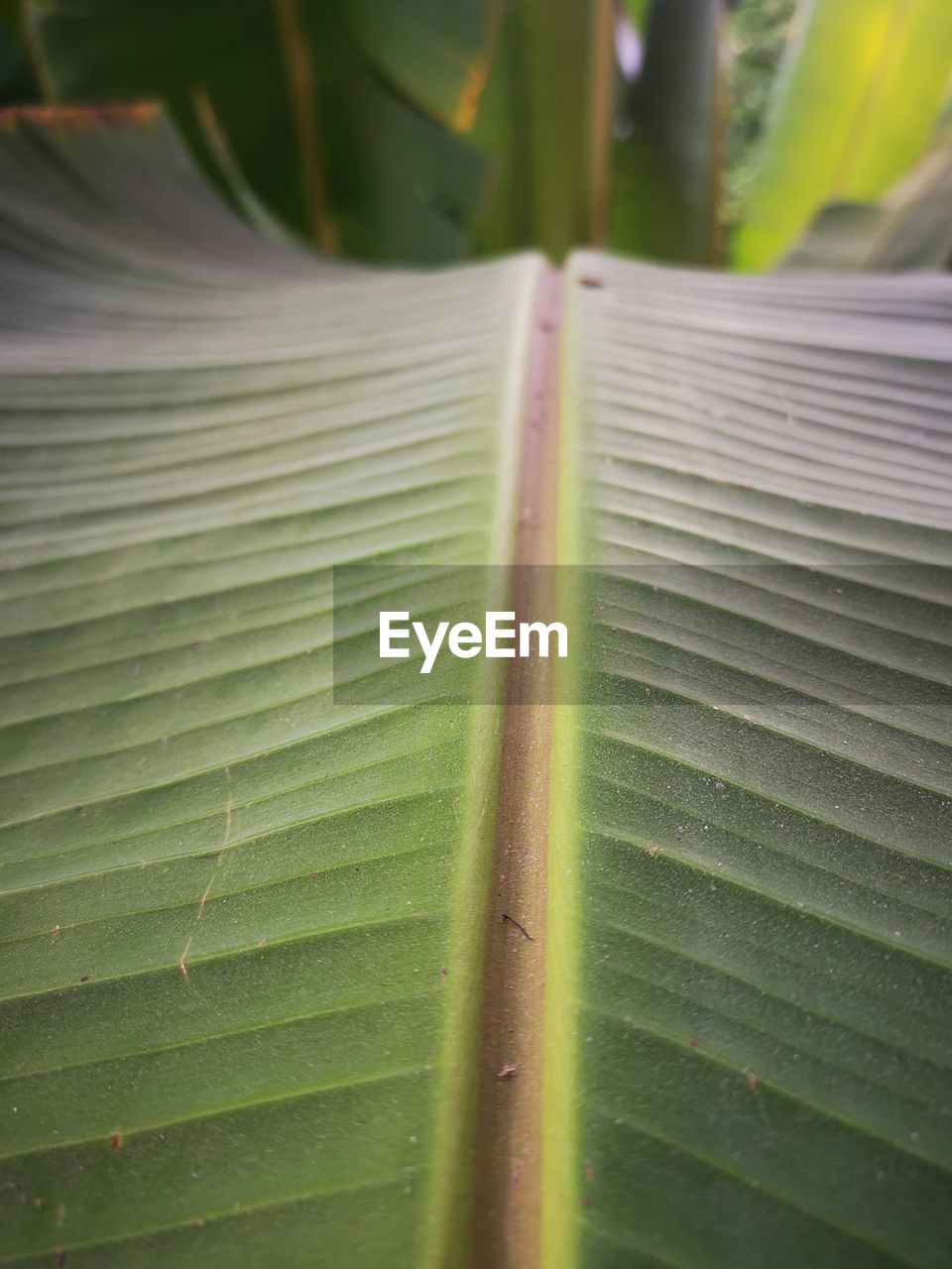 CLOSE-UP OF LEAF