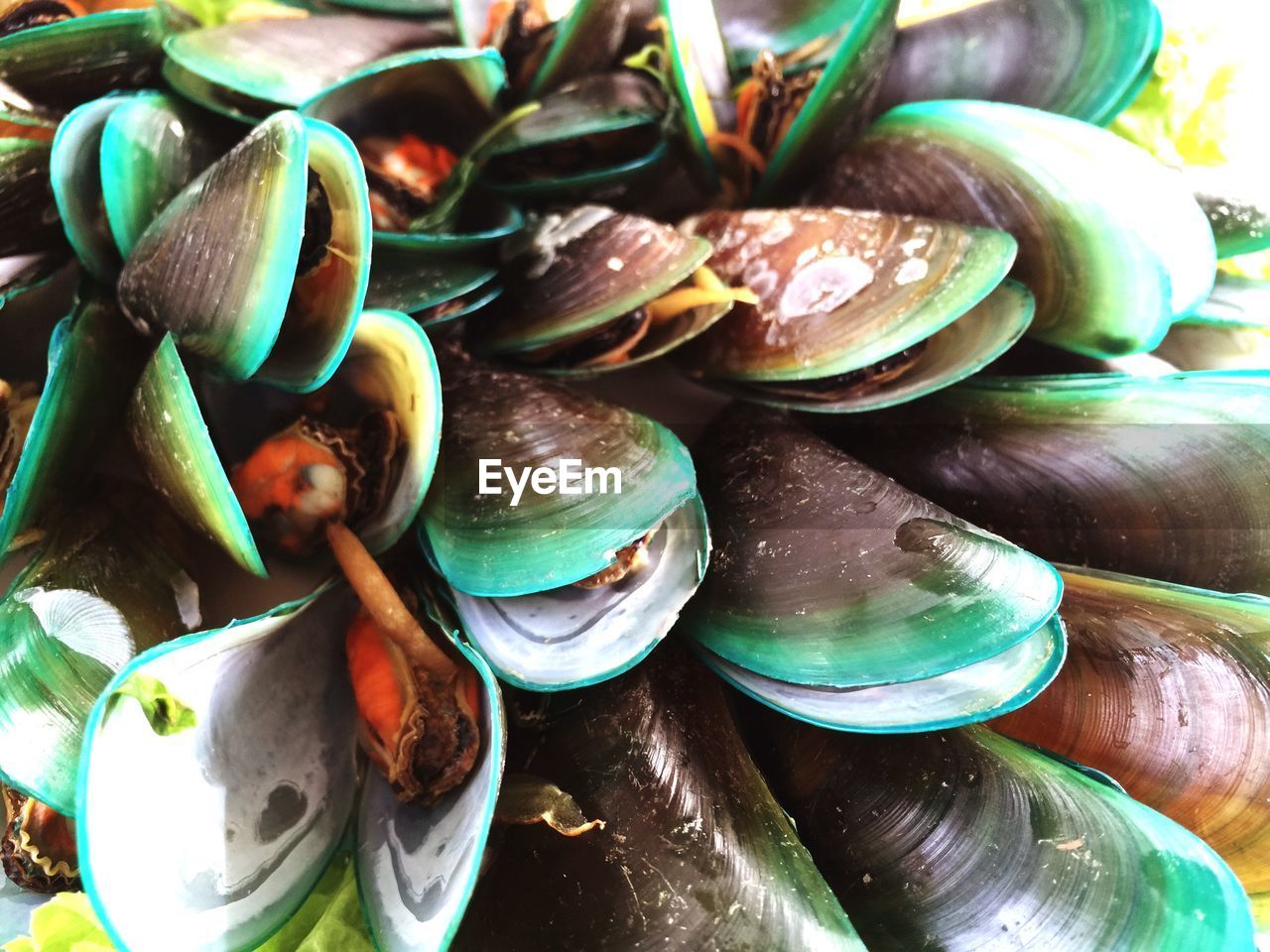 Close-up of clam shells