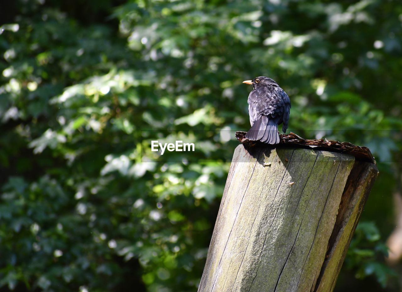 PIGEON PERCHING ON WOODEN POST