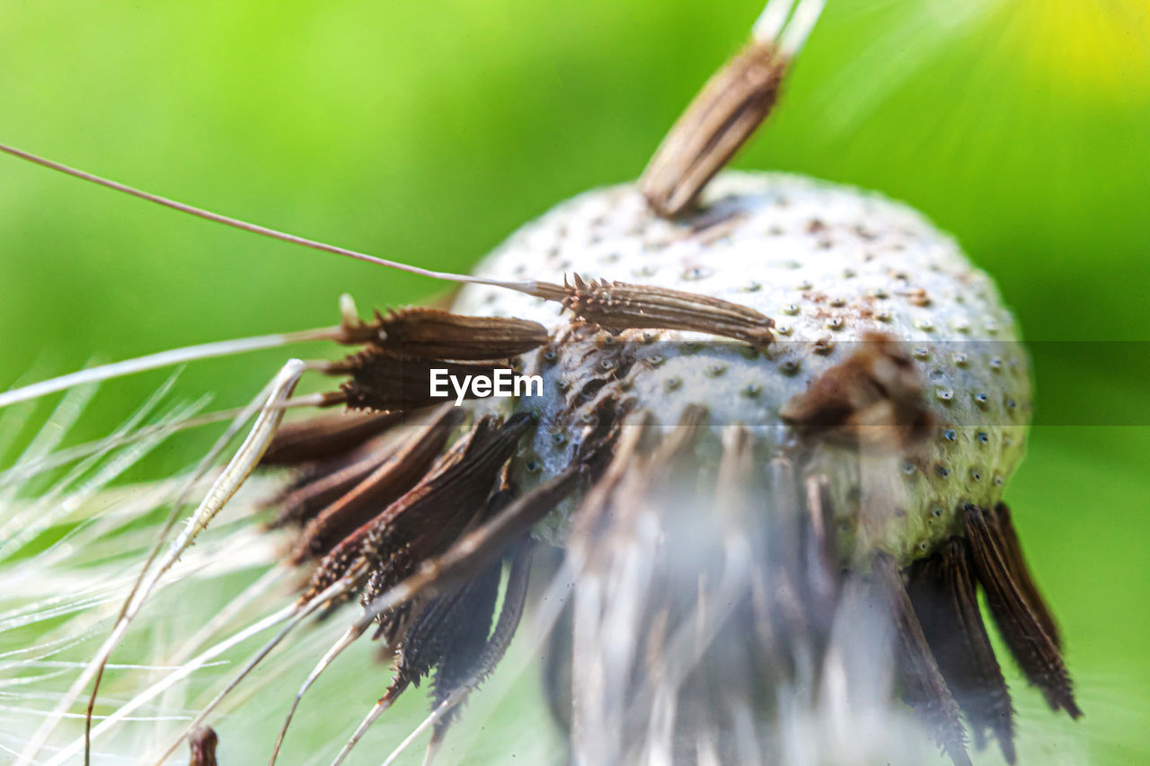 CLOSE-UP OF SNAIL