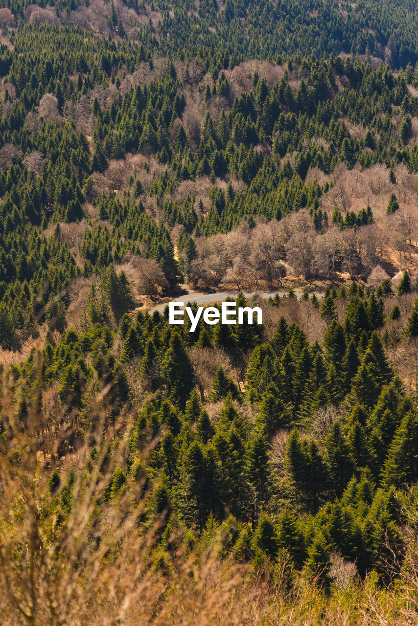 HIGH ANGLE VIEW OF TREES GROWING ON MOUNTAIN