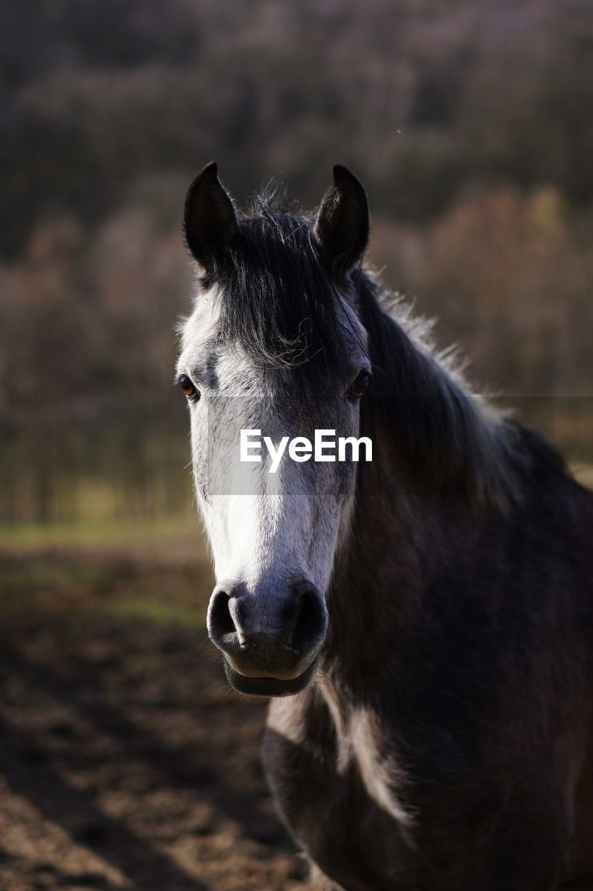 Close-up portrait of a horse in rural landscape 