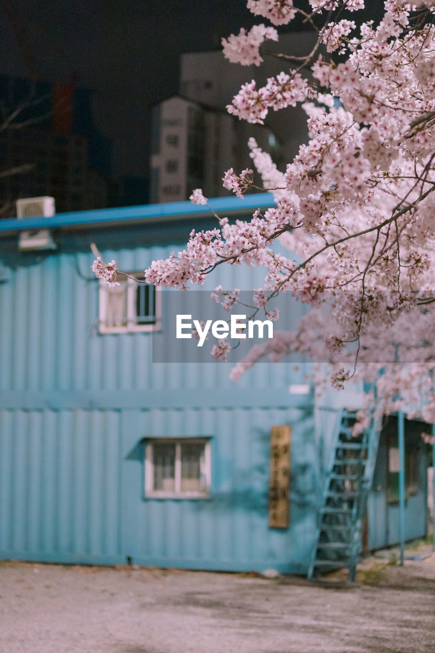 PINK CHERRY BLOSSOM BY TREE OUTSIDE HOUSE