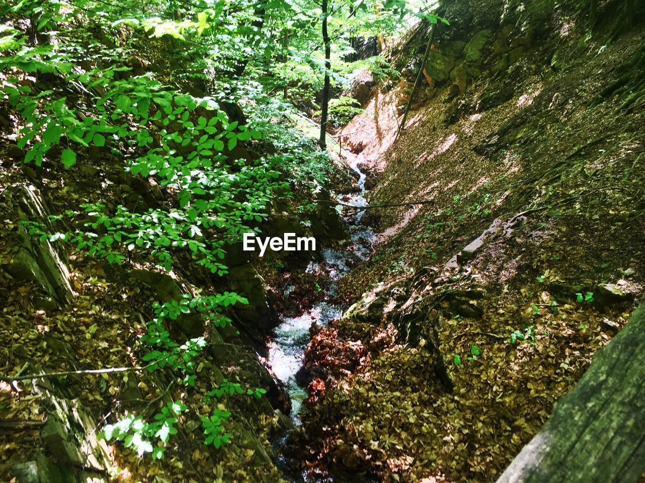 HIGH ANGLE VIEW OF PLANTS GROWING ON LAND IN FOREST