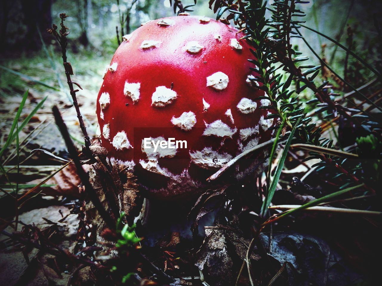 CLOSE-UP OF MUSHROOM ON FIELD