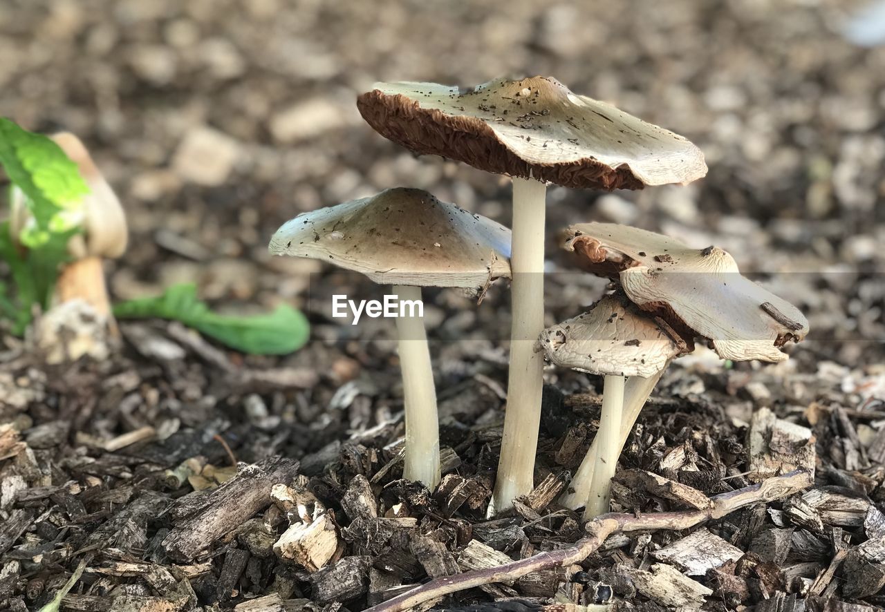 CLOSE-UP OF MUSHROOMS ON FIELD