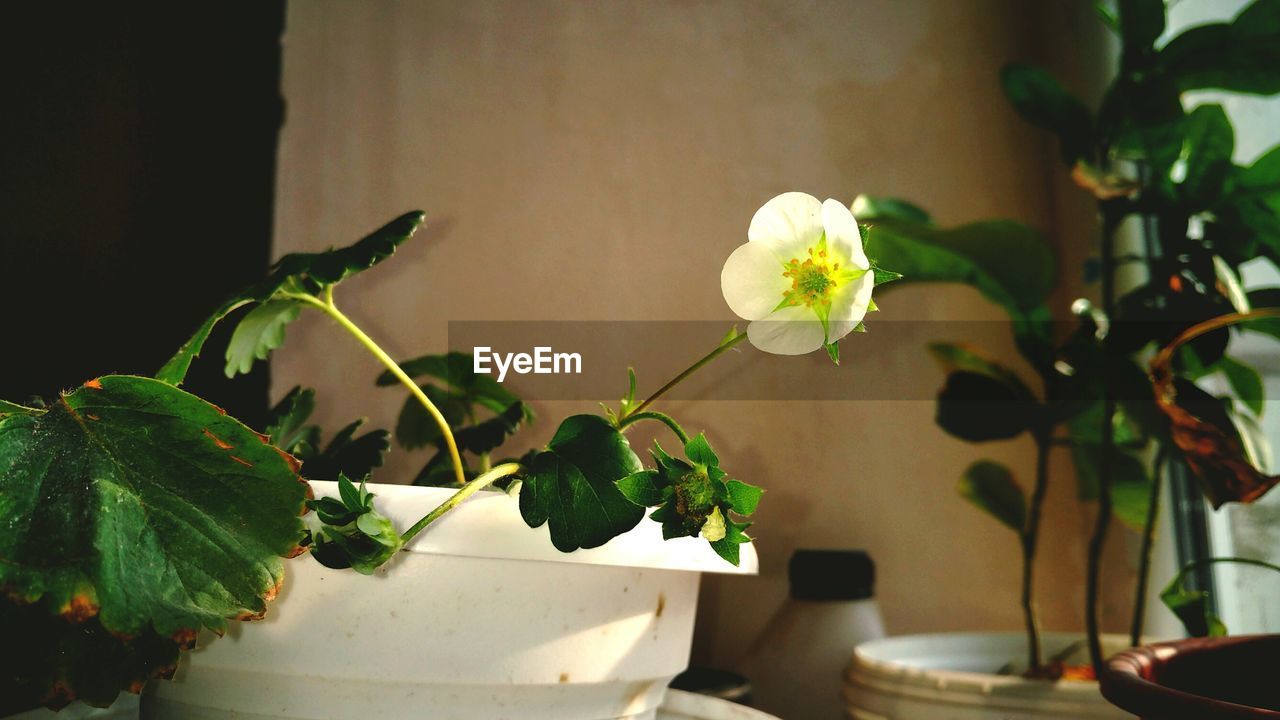 CLOSE-UP OF FLOWER PLANT