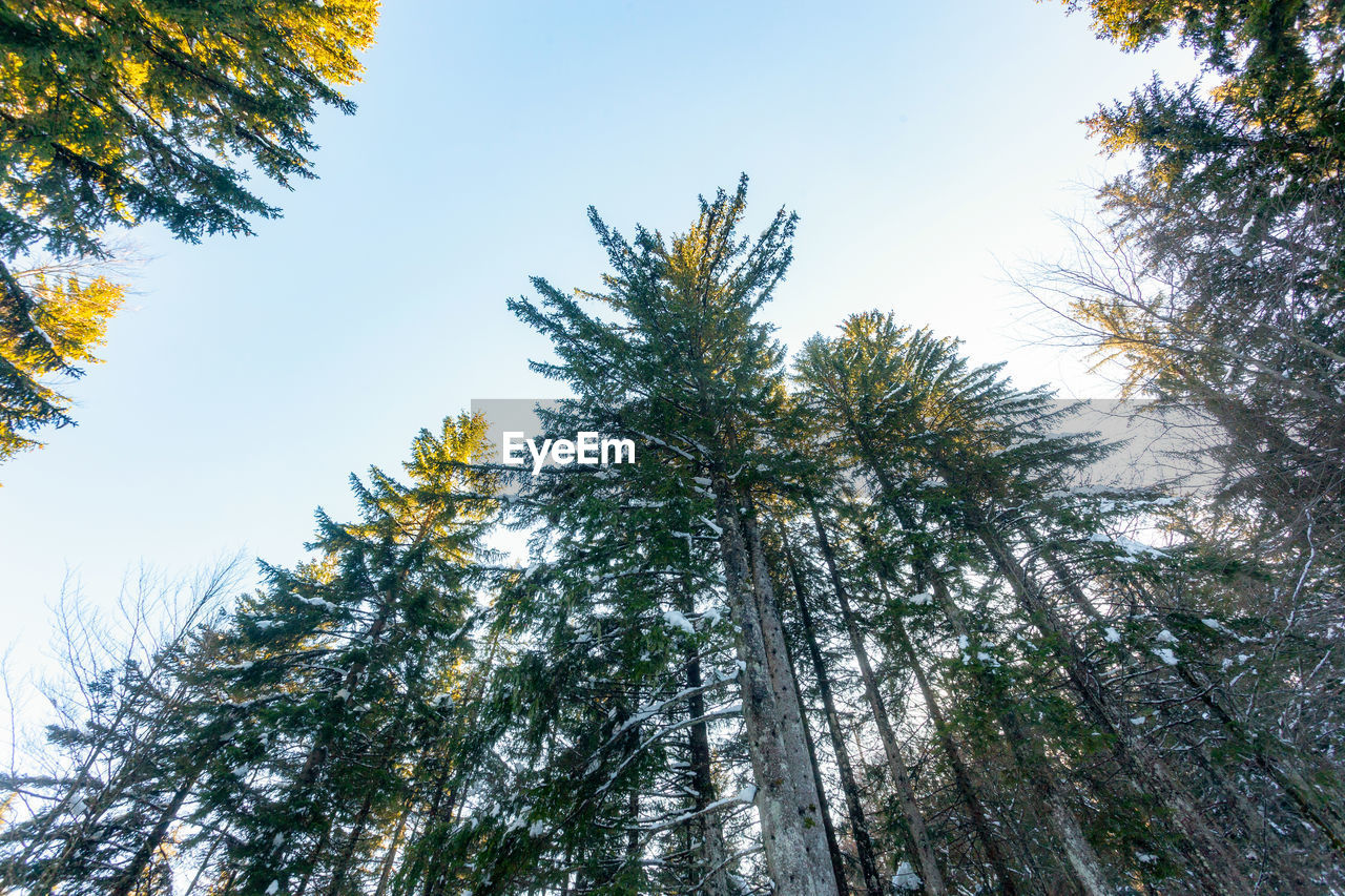 tree, plant, sky, low angle view, nature, coniferous tree, beauty in nature, forest, pine tree, pinaceae, growth, branch, no people, pine woodland, leaf, land, tranquility, woodland, scenics - nature, outdoors, environment, day, non-urban scene, spruce, tree trunk, sunlight, autumn, trunk, green, clear sky, plant part, blue, landscape, fir, sunny