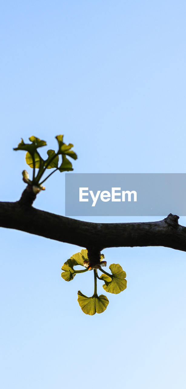 LOW ANGLE VIEW OF PLANT AGAINST BLUE SKY