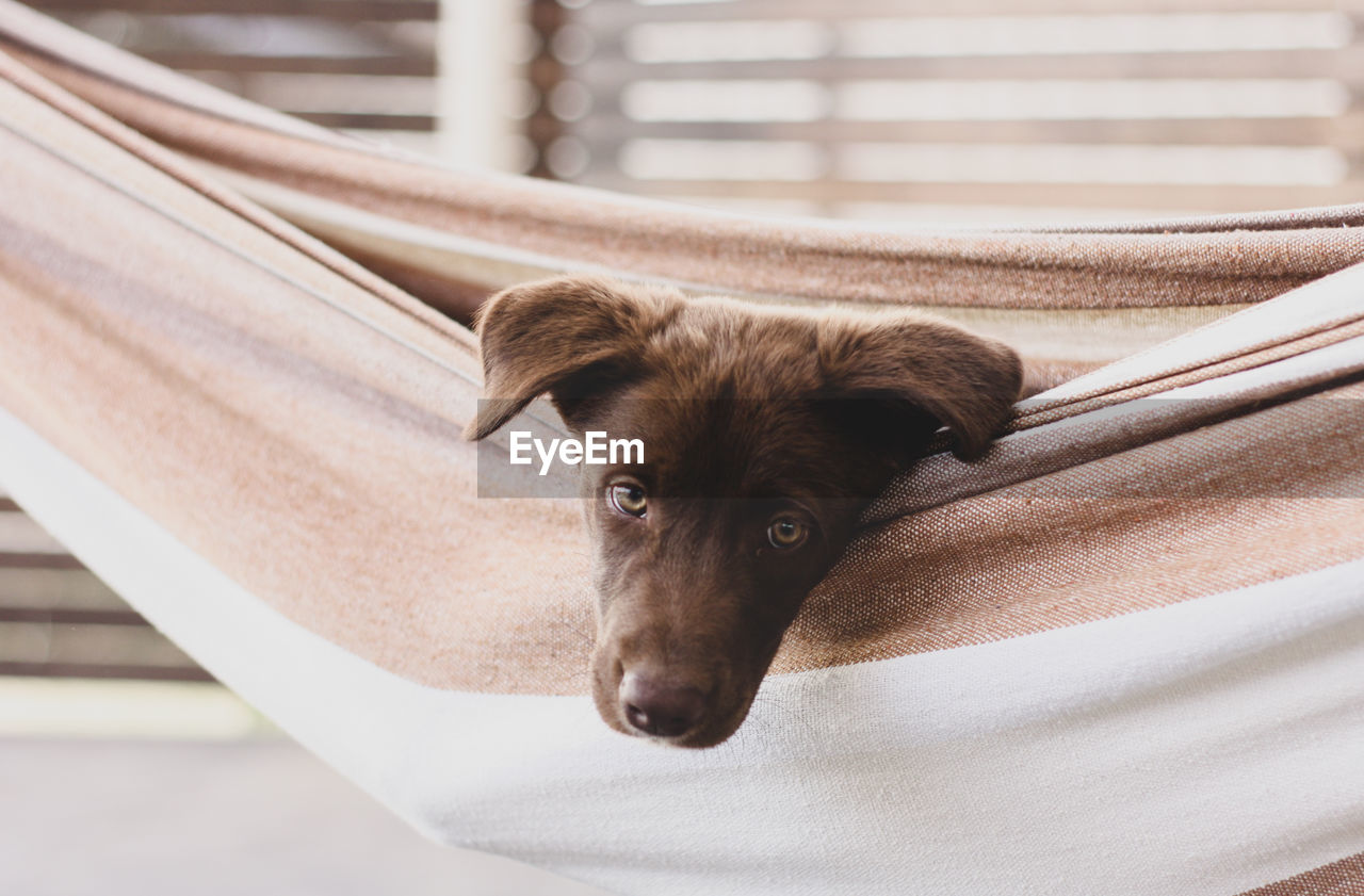 Close-up portrait of dog relaxing in hammock outdoors