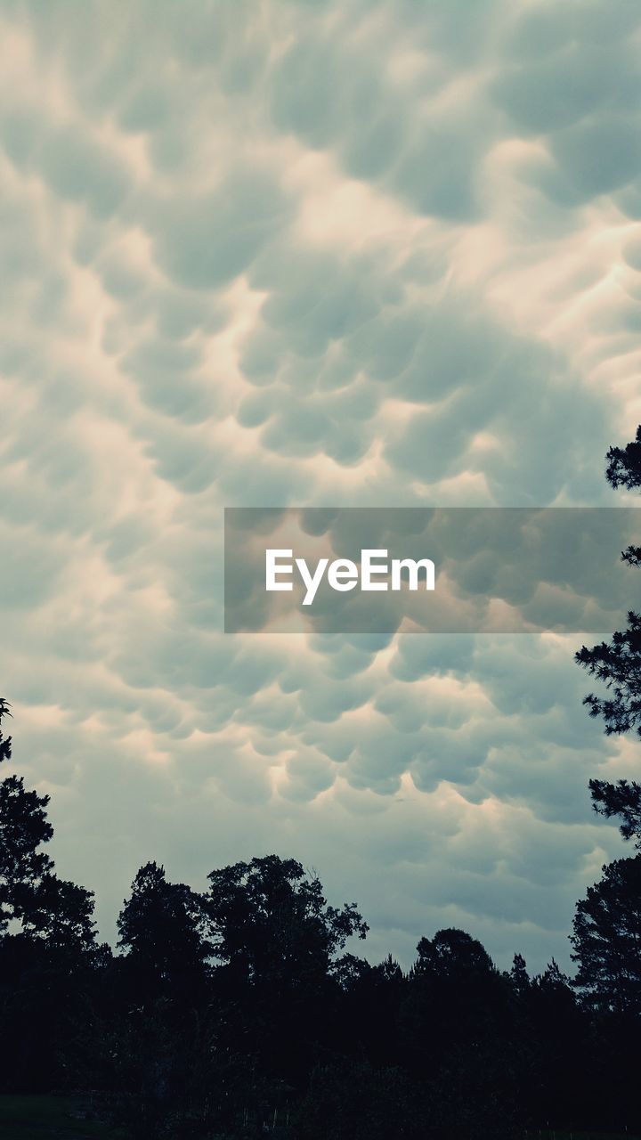 SILHOUETTE OF TREES AGAINST CLOUDY SKY