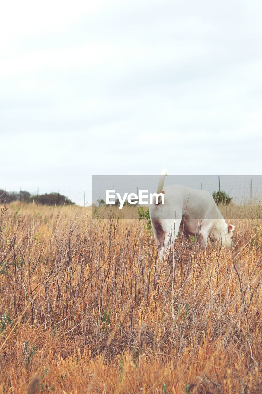 Rear view of a dog on landscape