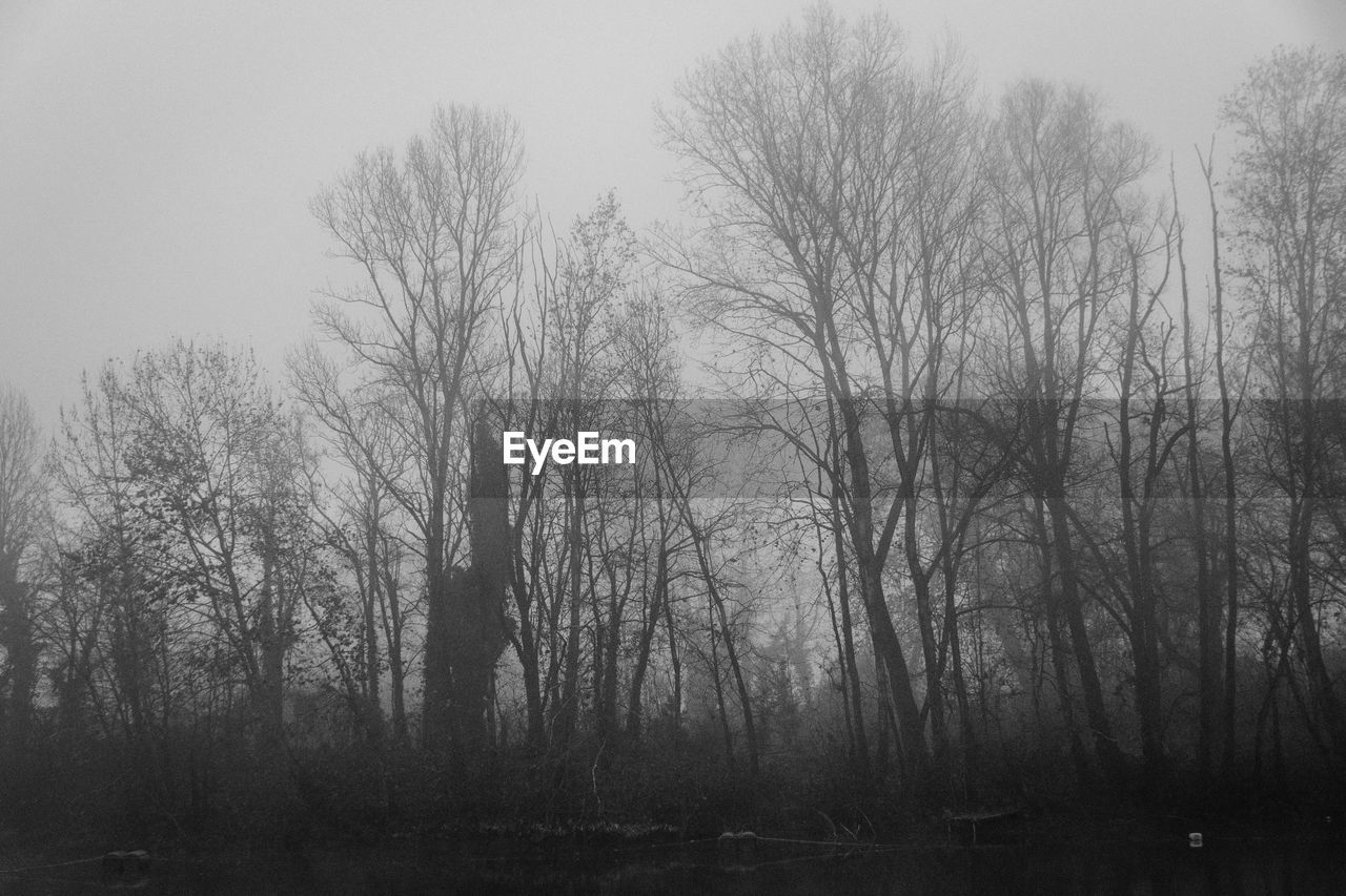 BARE TREES IN FOREST DURING FOG