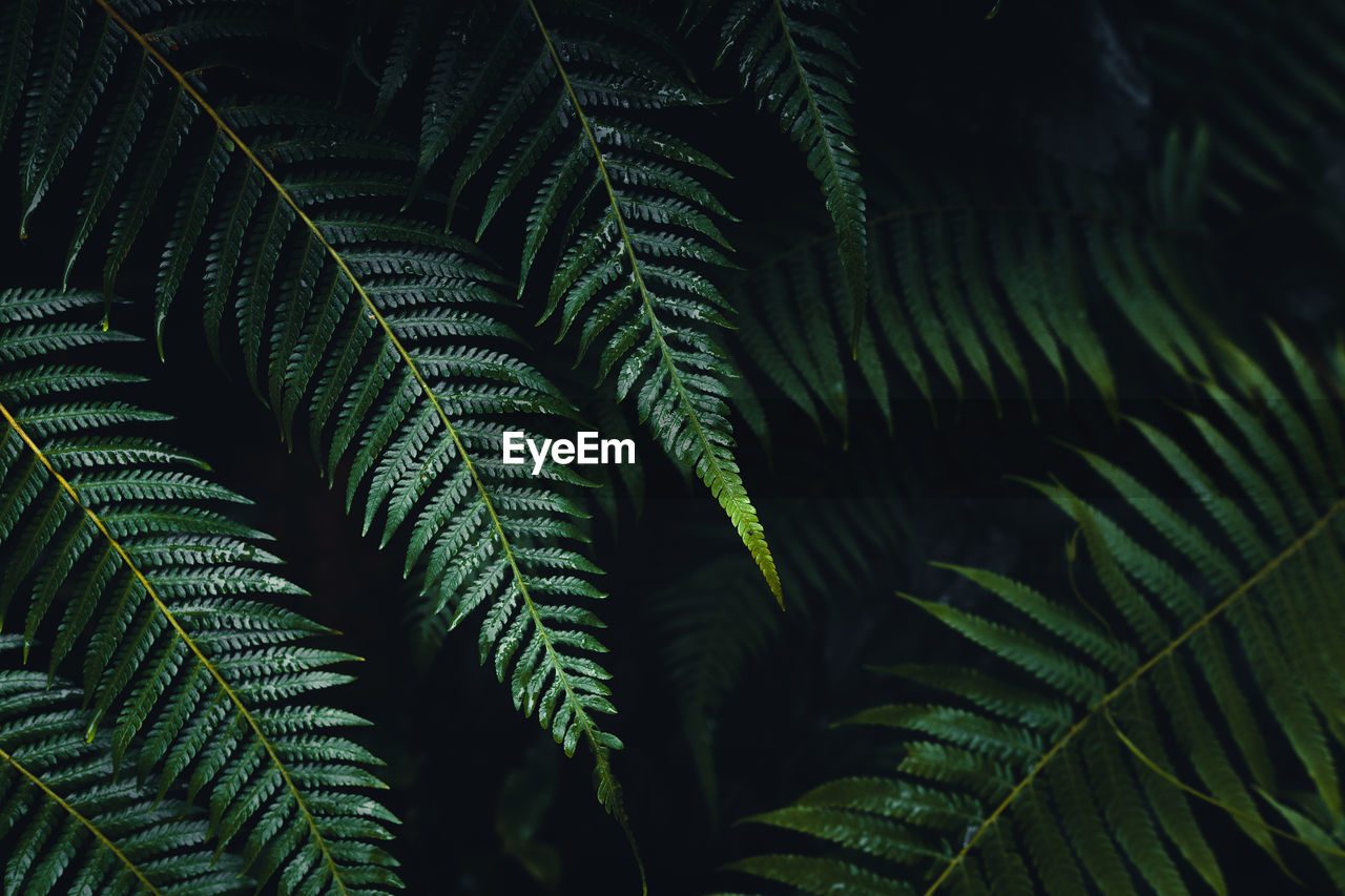 Close-up of fern leaves