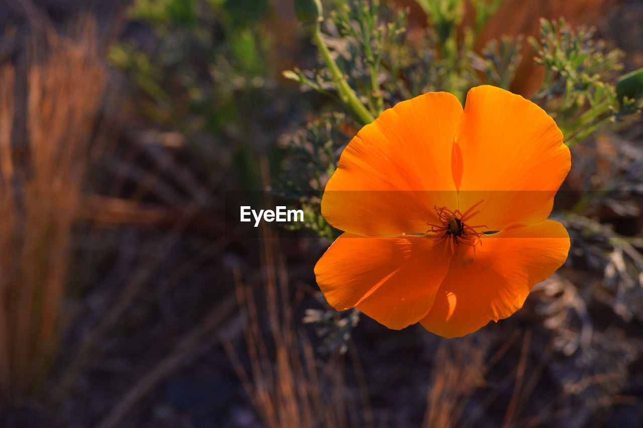 CLOSE-UP OF ORANGE FLOWER AGAINST YELLOW LEAF