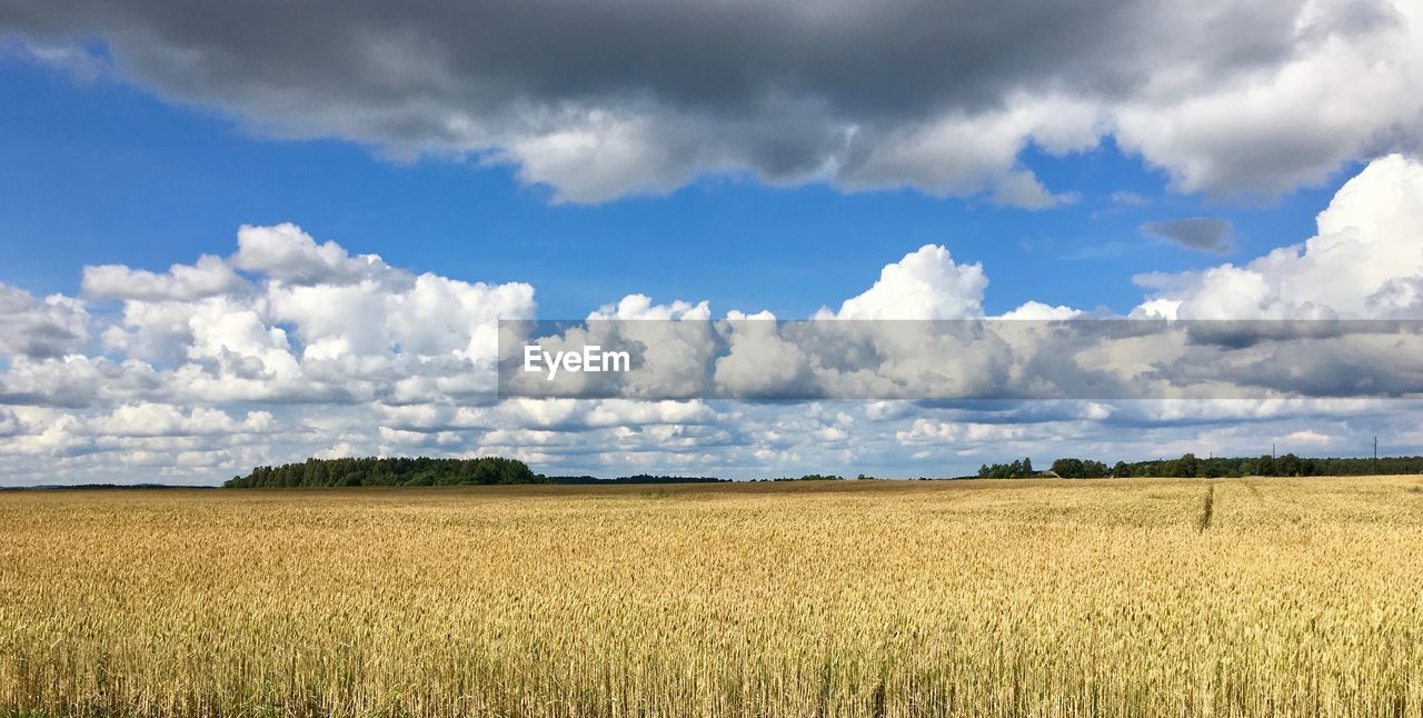 PANORAMIC VIEW OF AGRICULTURAL FIELD AGAINST SKY