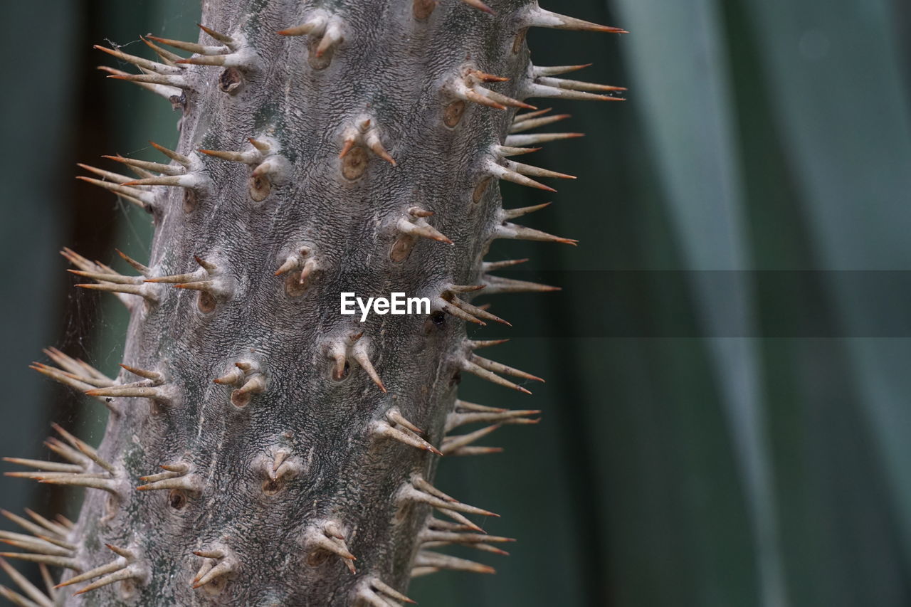 Close-up of thorns on branch