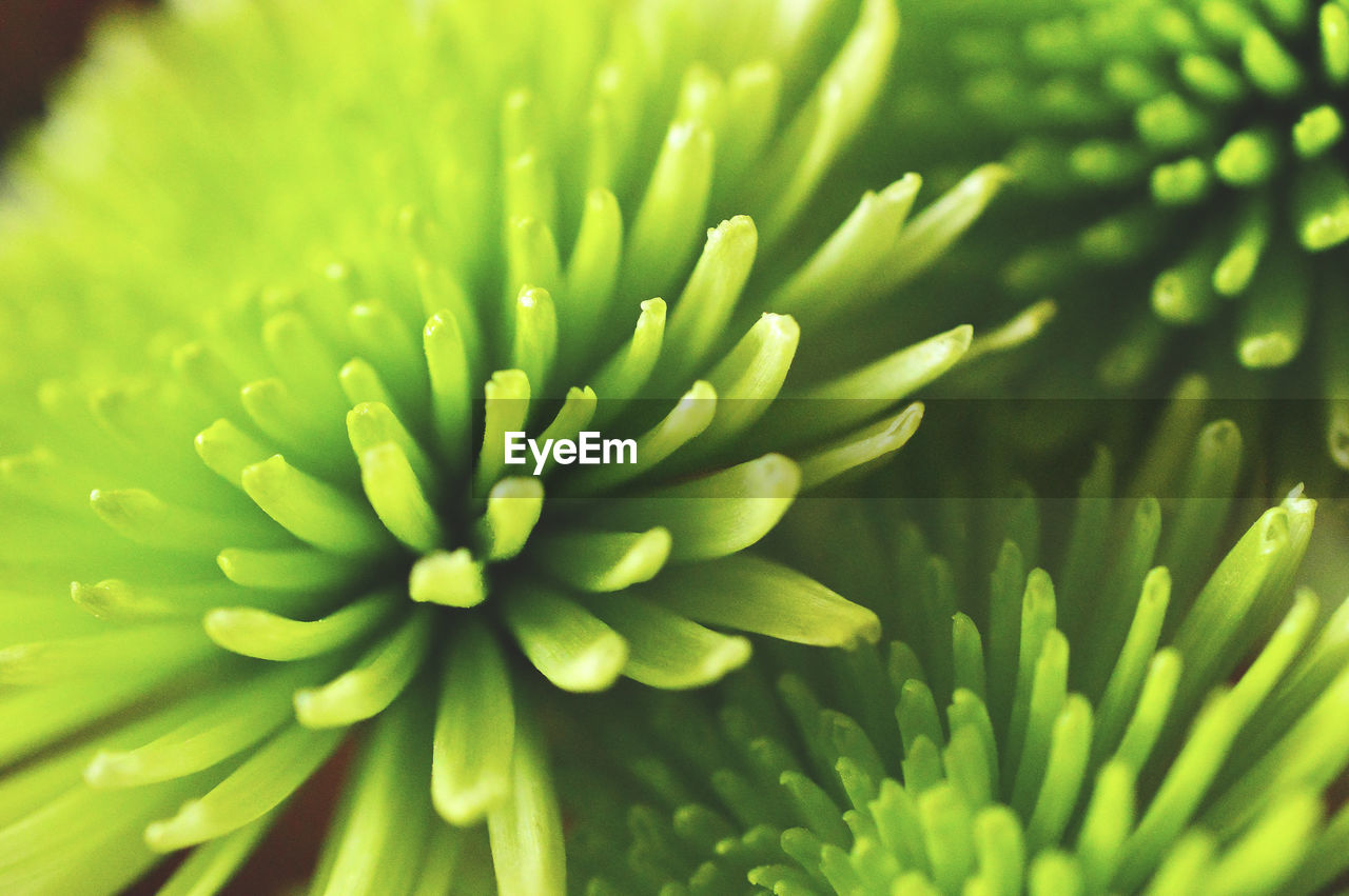 CLOSE-UP OF GREEN FLOWER