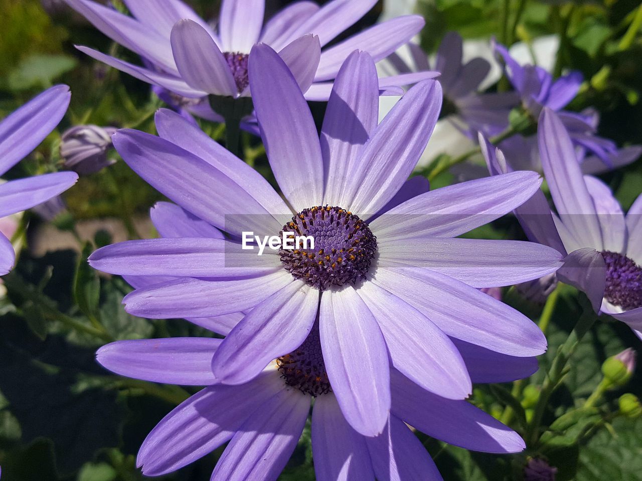 Close-up of purple flower