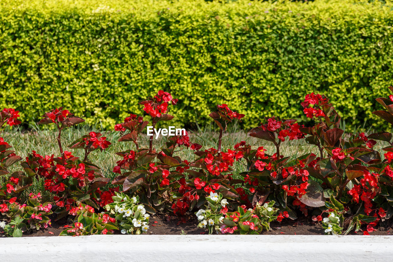 Red and white begonia line in the garden open flower bed with green hedge background