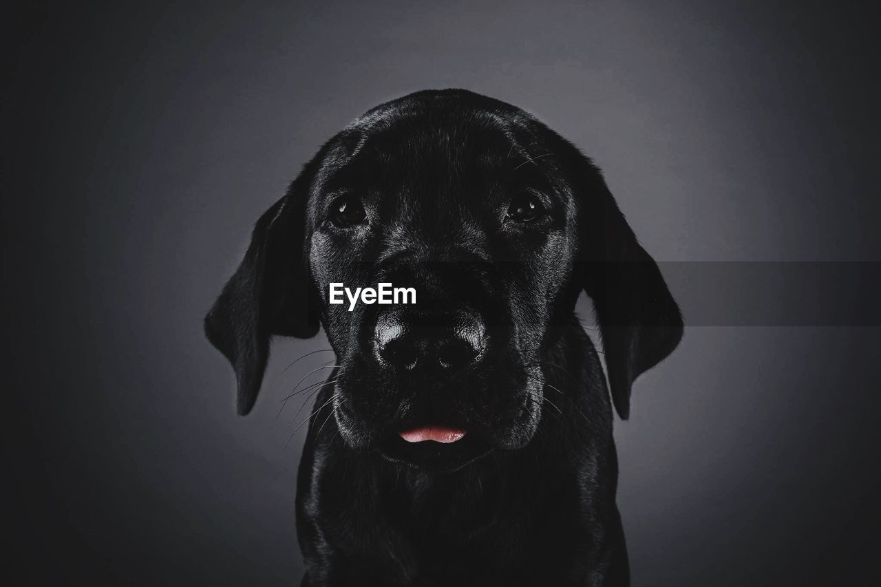 Close-up portrait of dog against gray background