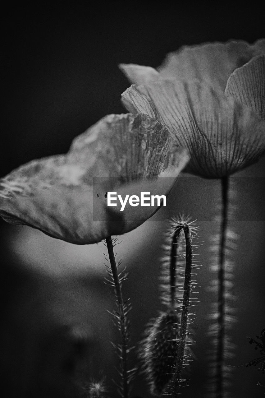 black and white, monochrome photography, plant, monochrome, darkness, black, close-up, white, macro photography, beauty in nature, nature, growth, flower, flowering plant, fragility, leaf, no people, freshness, still life photography, focus on foreground, flower head, inflorescence, outdoors, plant stem