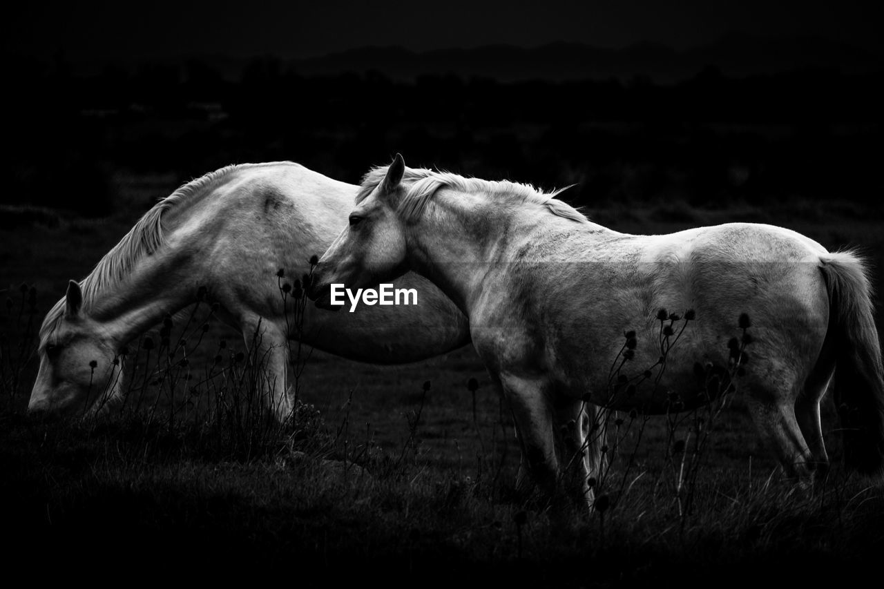 Side view of pair of calm white horses eating grass while pasturing in field in countryside