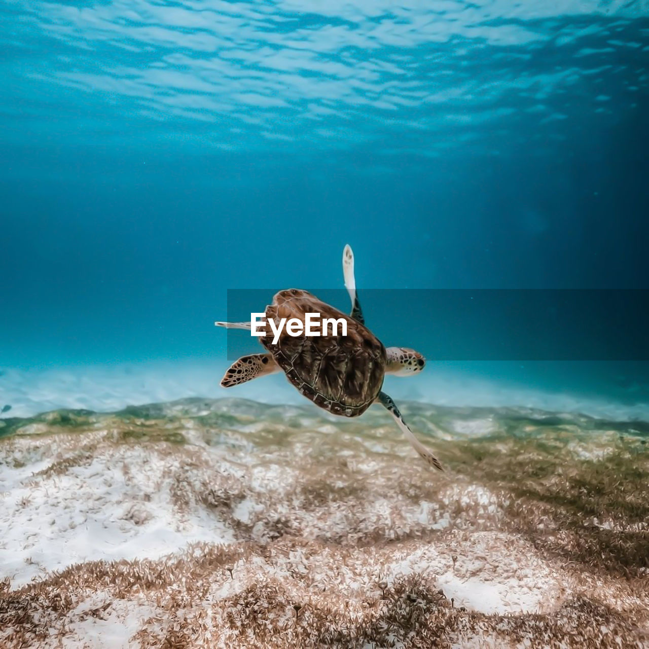 View of a tortoise swimming in sea