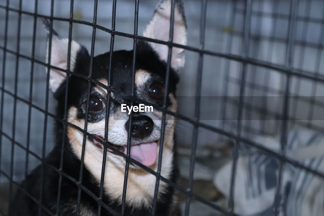 PORTRAIT OF DOG SEEN THROUGH METAL CAGE