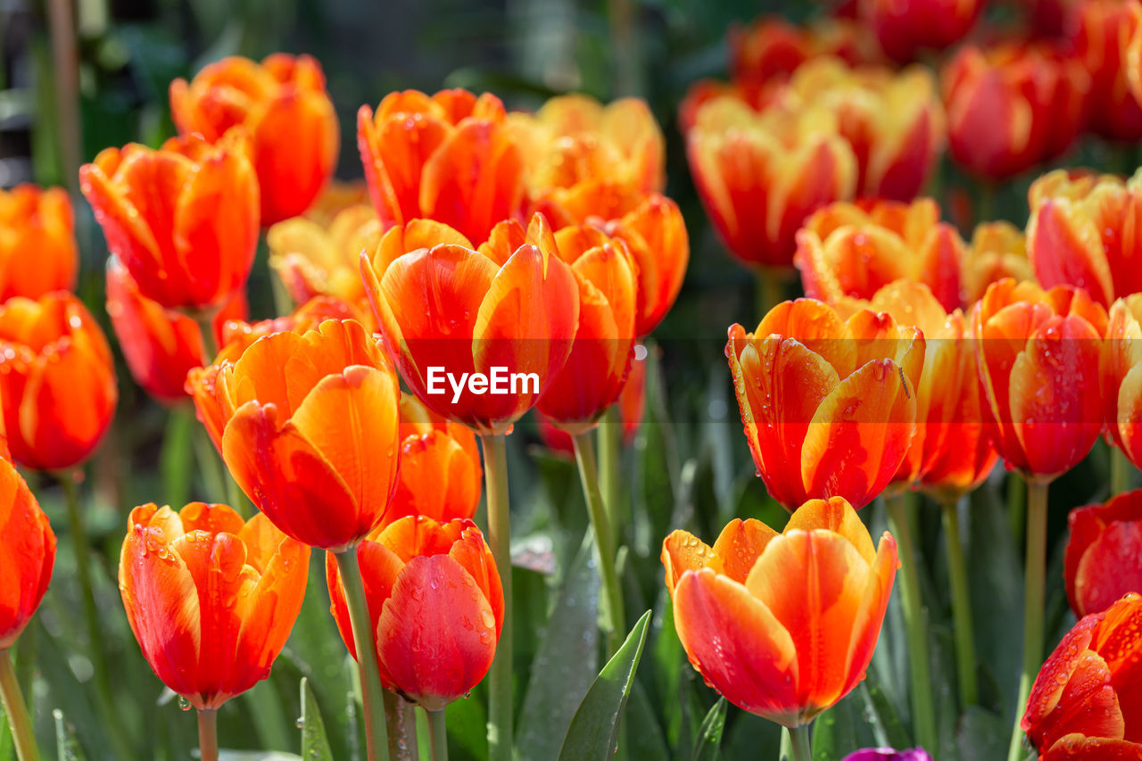 CLOSE-UP OF RED TULIPS WITH ORANGE FLOWERS