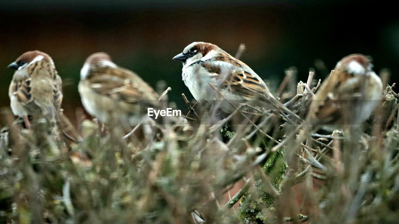 CLOSE-UP OF BIRDS ON LAND