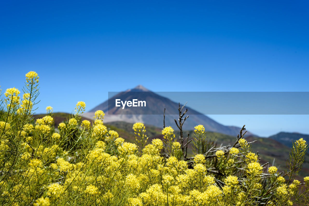 Plants growing on land against clear blue sky