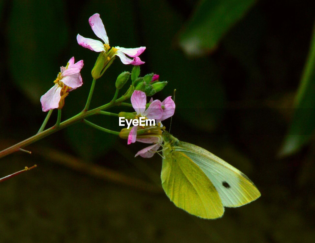 CLOSE-UP OF FLOWERING PLANT AGAINST PURPLE WALL